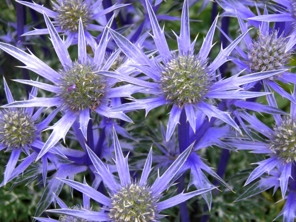 Flower, Plant, Flora, Aster
