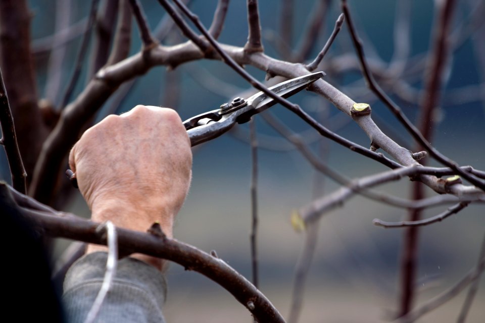 Branch, Close Up, Twig, Wire