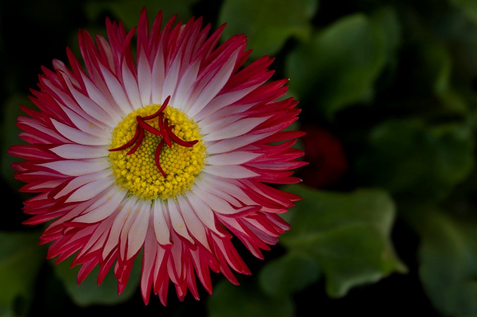 Flower, Flora, Plant, Flowering Plant