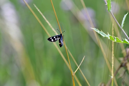 Insect, Invertebrate, Fauna, Butterfly photo