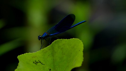 Insect, Damselfly, Dragonfly, Dragonflies And Damseflies photo