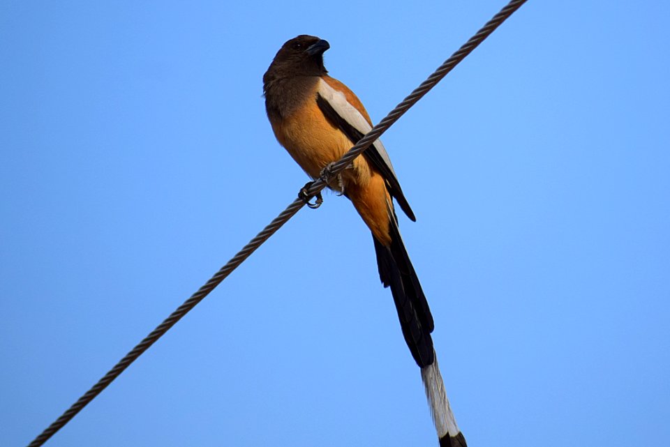 Bird, Beak, Fauna, Sky