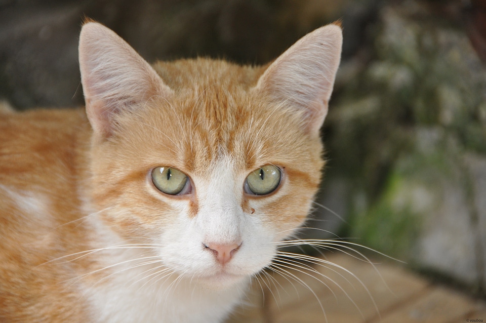 Cat animals brown photo