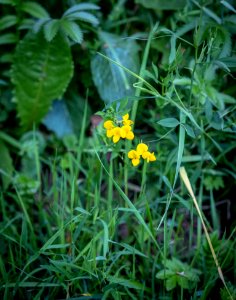 Flower, Flora, Plant, Grass photo