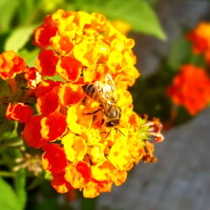 Yellow, Flower, Honey Bee, Nectar photo