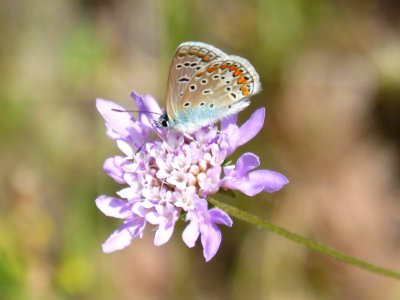 Butterfly, Flower, Lycaenid, Moths And Butterflies photo