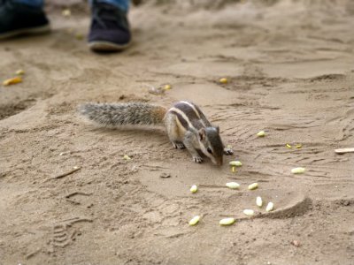 Mammal, Fauna, Squirrel, Chipmunk photo
