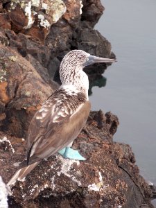 Bird, Fauna, Beak, Seabird