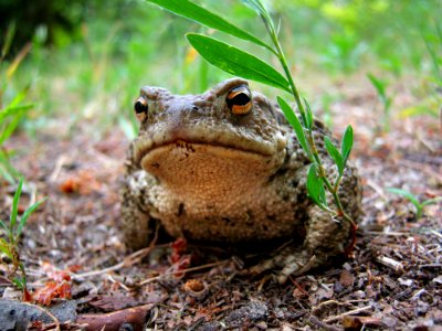 Toad, Ranidae, Amphibian, Terrestrial Animal photo
