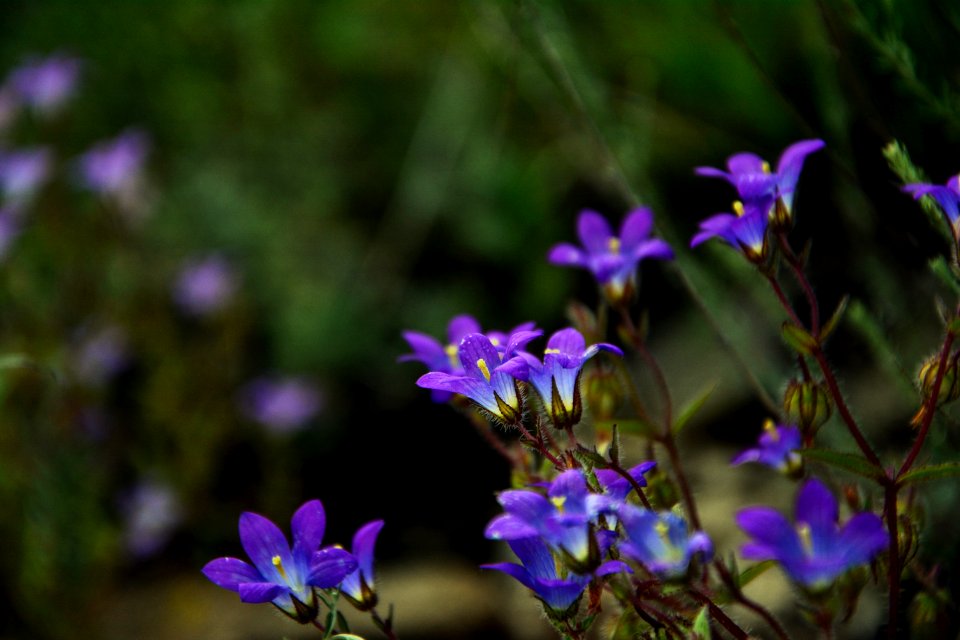 Flower, Flora, Plant, Purple
