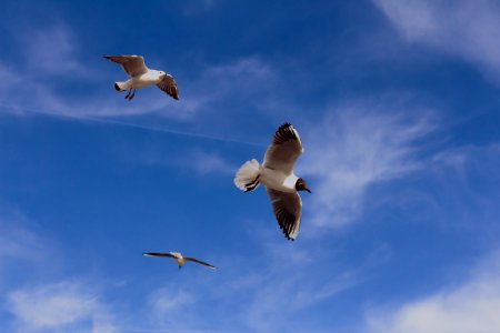 Sky, Bird, Seabird, Gull