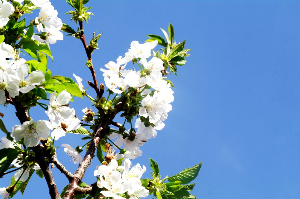 Blossom, Branch, Sky, Flower