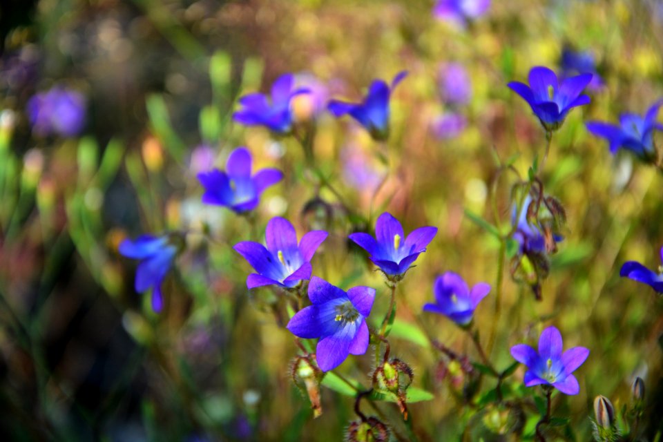 Blue, Flower, Plant, Flora photo