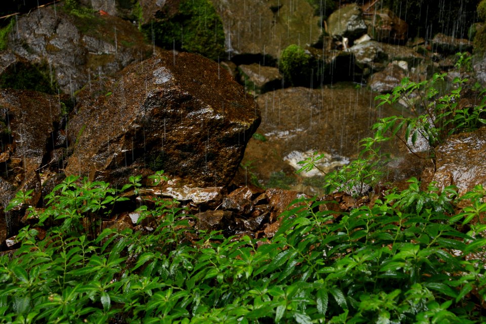 Vegetation, Rock, Plant, Grass