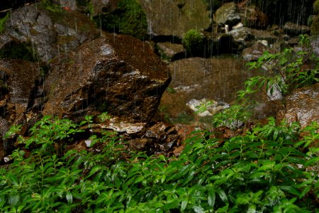 Vegetation, Rock, Plant, Grass