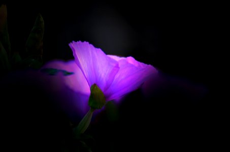 Flower, Violet, Purple, Flora