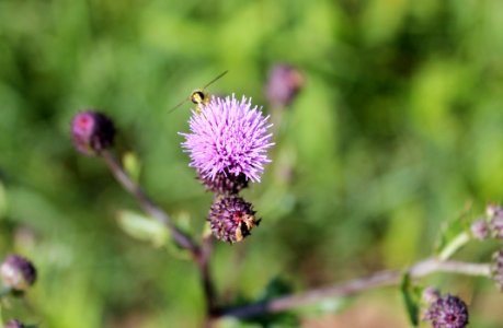 Silybum, Thistle, Flower, Plant