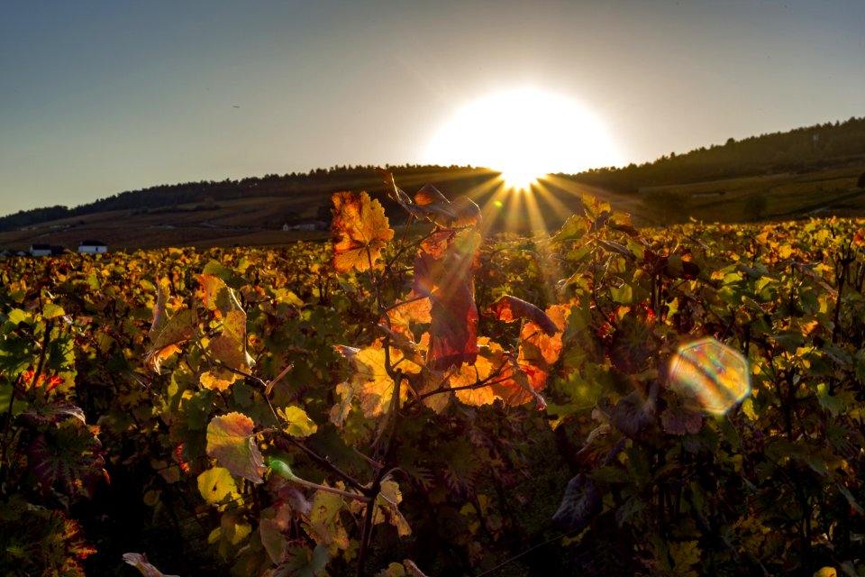 Agriculture, Yellow, Sky, Leaf