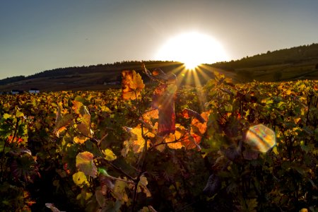 Agriculture, Yellow, Sky, Leaf