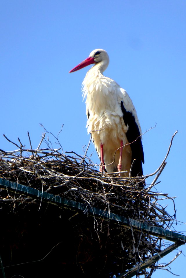 Bird, White Stork, Stork, Ciconiiformes