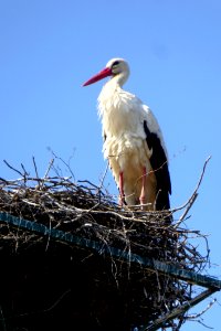Bird, White Stork, Stork, Ciconiiformes photo
