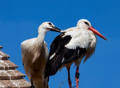Bird, Stork, White Stork, Ciconiiformes photo