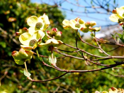 Flora, Plant, Flower, Spring