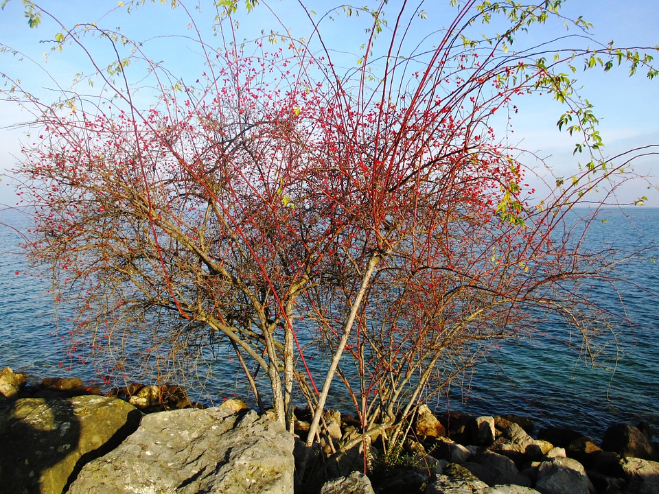 Red romanshorn lake