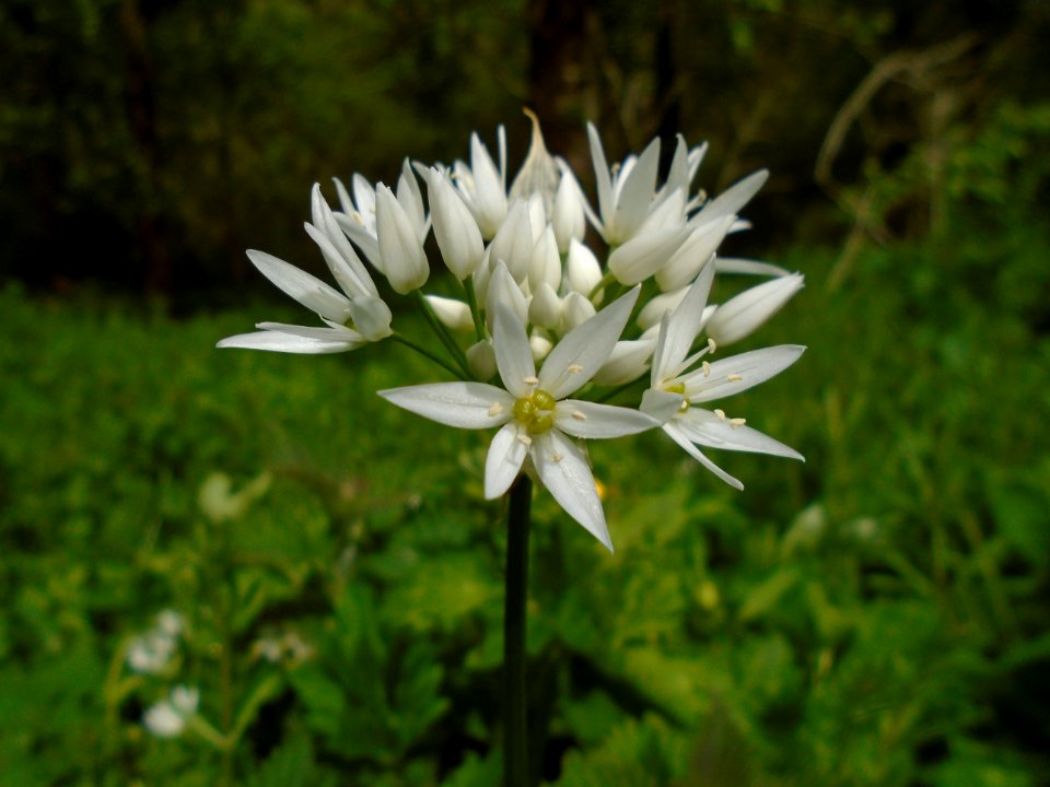 Flora, Flower, Plant, Grass