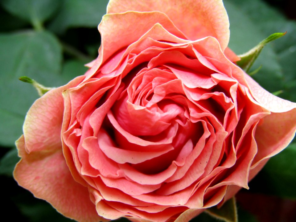 Flower, Rose, Rose Family, Garden Roses