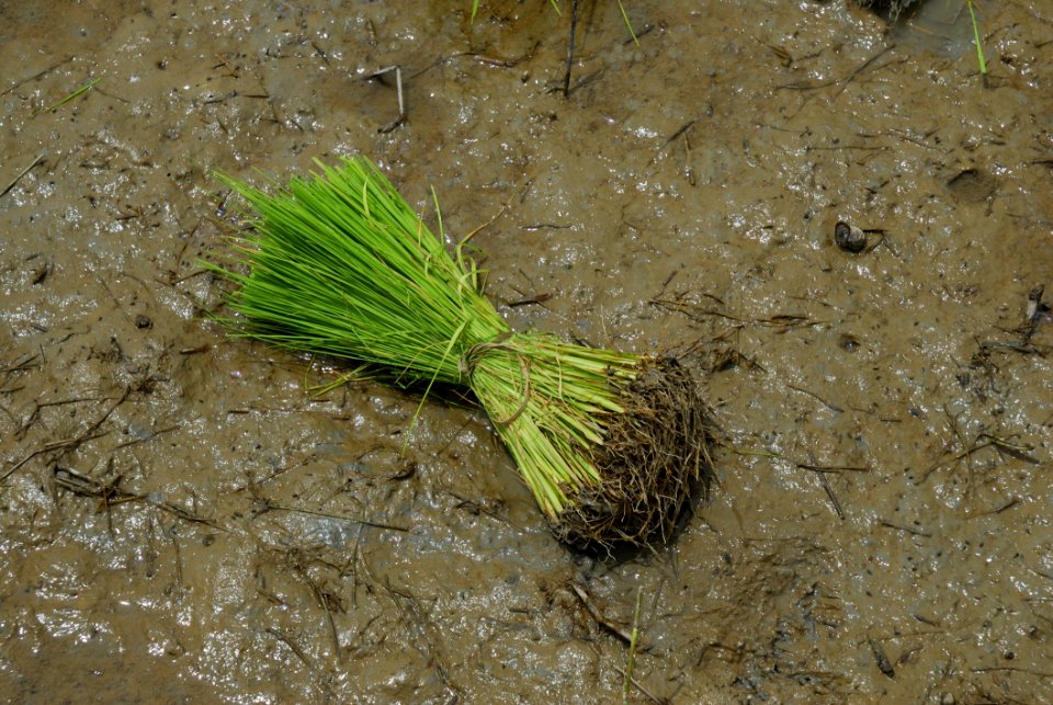 Grass Family, Grass, Organism