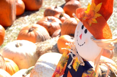 Winter Squash, Pumpkin, Cucurbita, Calabaza photo