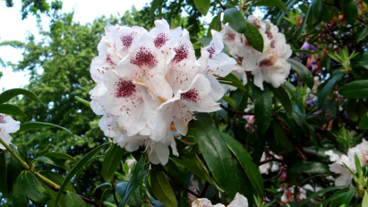 Plant, Flower, Flowering Plant, Flora