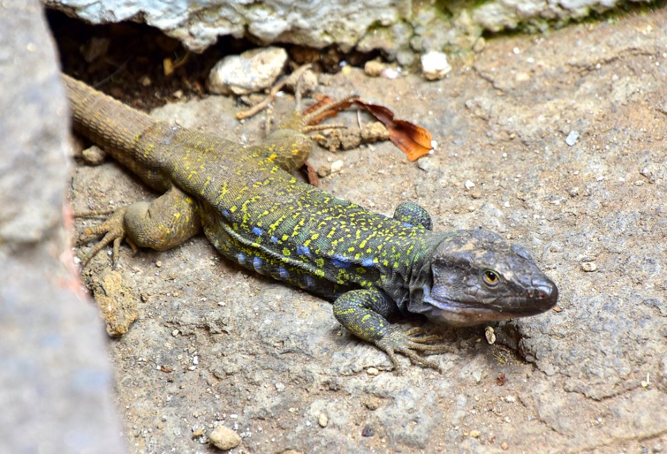Reptile, Scaled Reptile, Lizard, Lacertidae