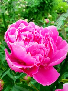 Flower, Plant, Pink, Flowering Plant