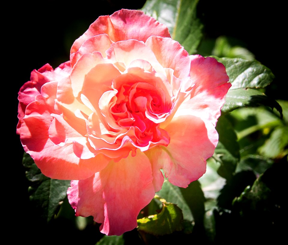 Flower, Rose, Rose Family, Pink