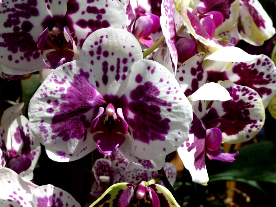 Flower, Flowering Plant, Plant, Flora