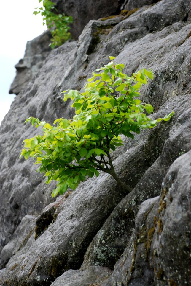 Tree, Rock, Plant, Vegetation