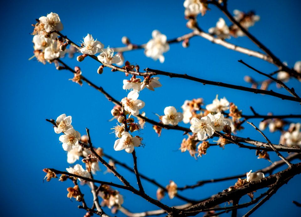 Branch, Blossom, Blue, Sky