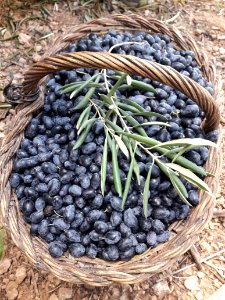 Produce, Fruit, Blueberry, Superfood photo