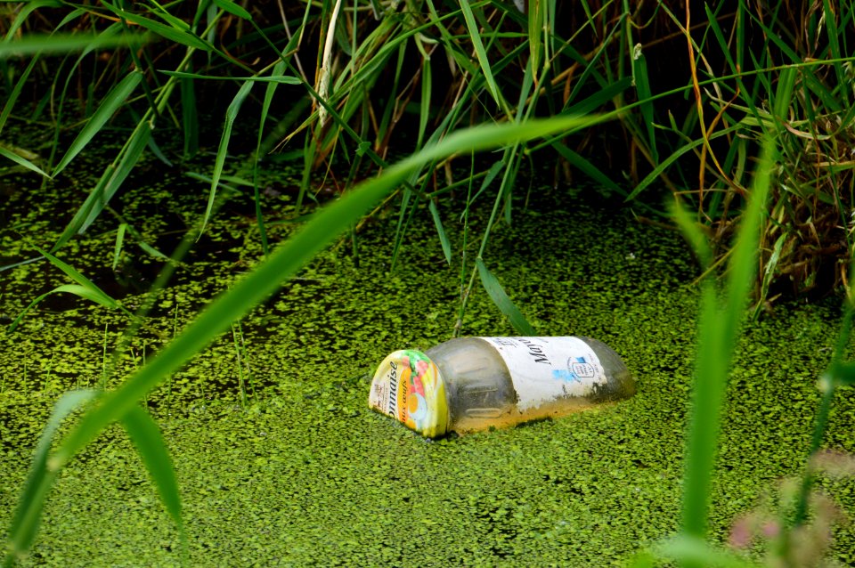 Green, Grass, Plant, Grass Family photo