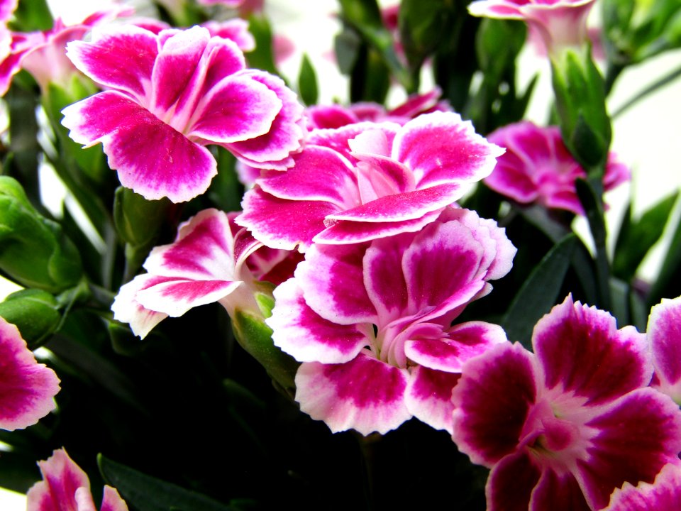 Flower, Plant, Pink, Flowering Plant