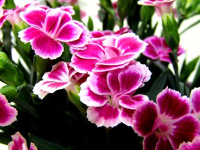 Flower, Plant, Pink, Flowering Plant