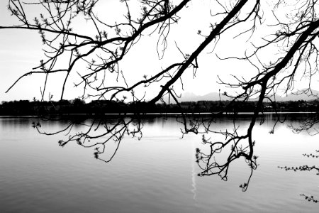 Reflection, Water, Branch, Nature