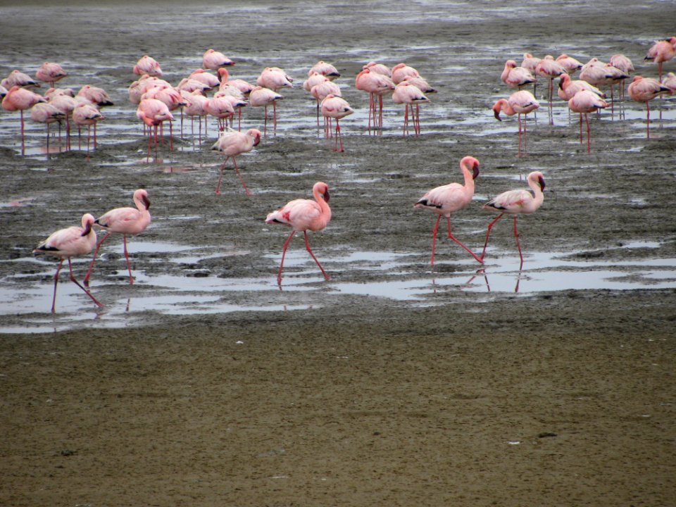 Flamingo, Bird, Water Bird, Water