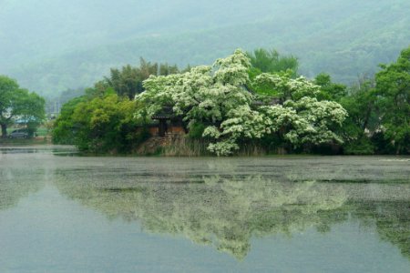 Vegetation, Nature Reserve, Tree, Bank