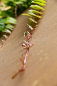 Close Up, Macro Photography, Plant Stem, Plant