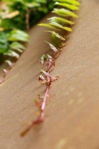 Close Up, Macro Photography, Plant Stem, Plant photo