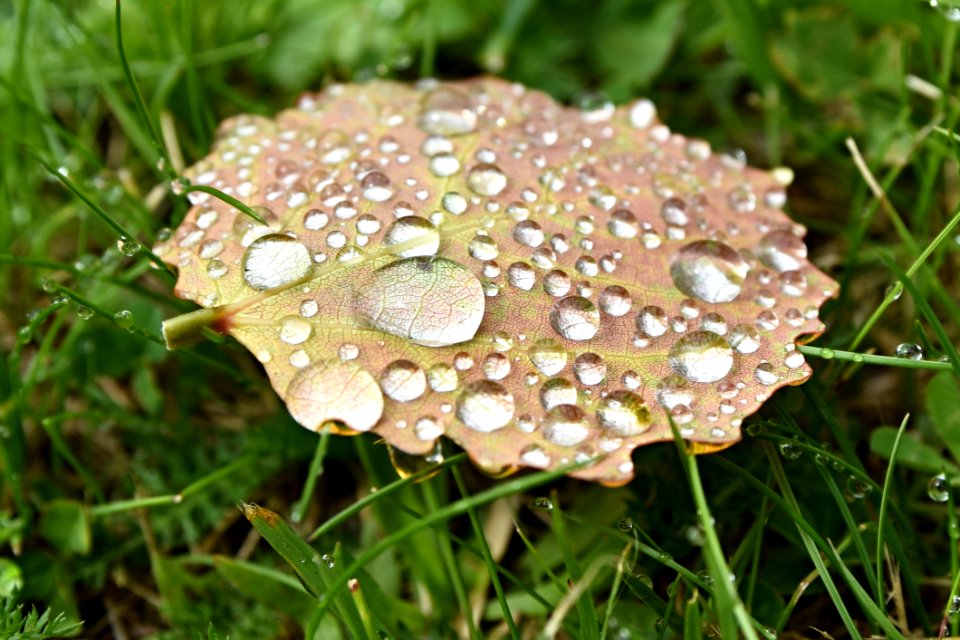 Fungus, Mushroom, Moisture, Edible Mushroom