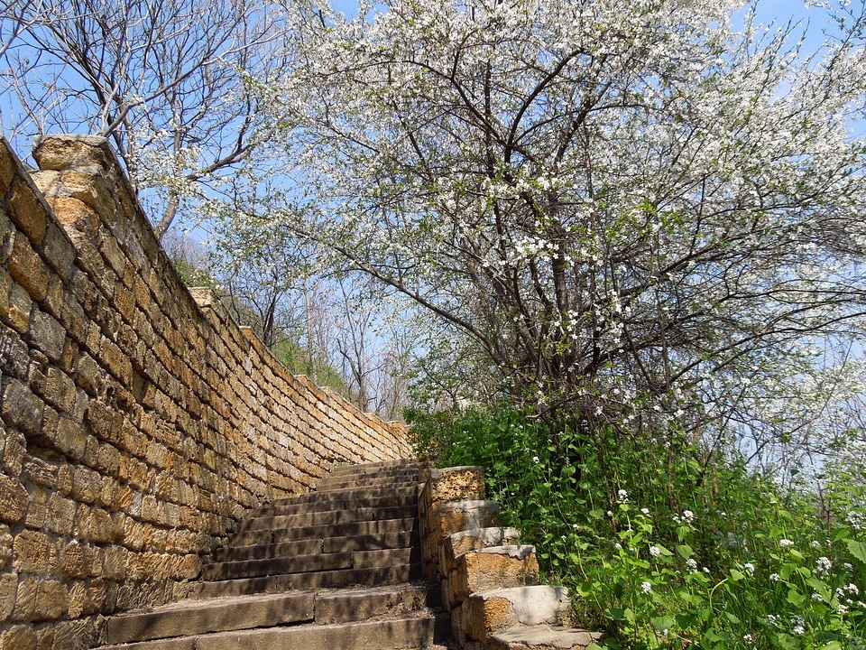 Spring ladder nature